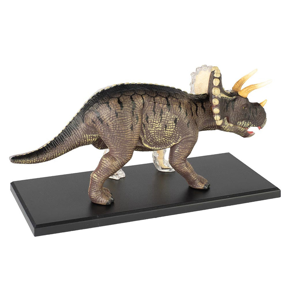 4D Triceratops Model